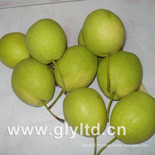 Nouvelle récolte de poire Shandong vert frais